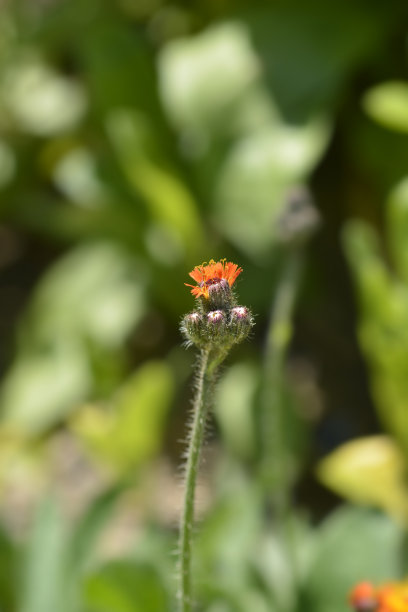 hawkweed