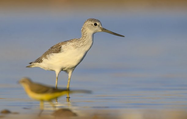 charadriiformes