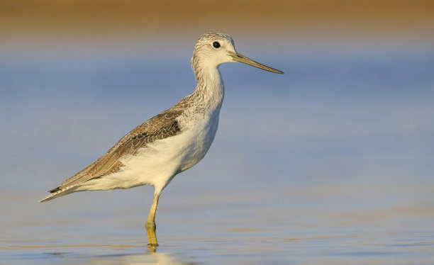 charadriiformes