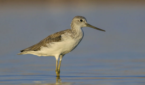 charadriiformes