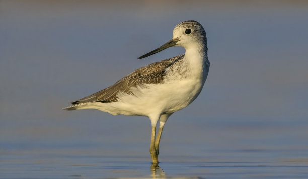charadriiformes