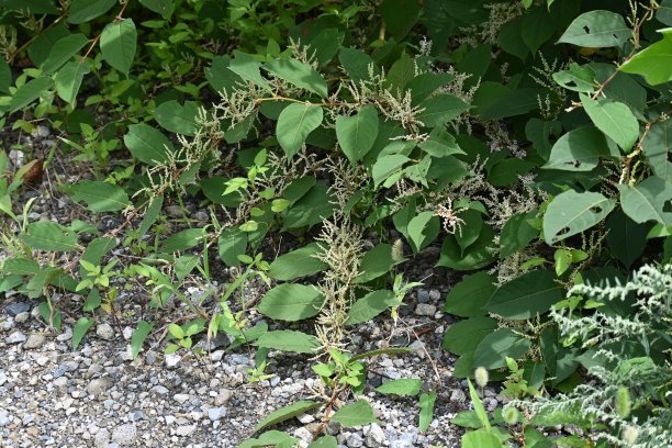 polygonum