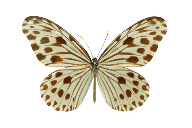 nymphalid