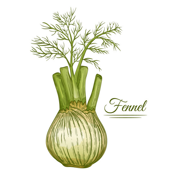 fennel