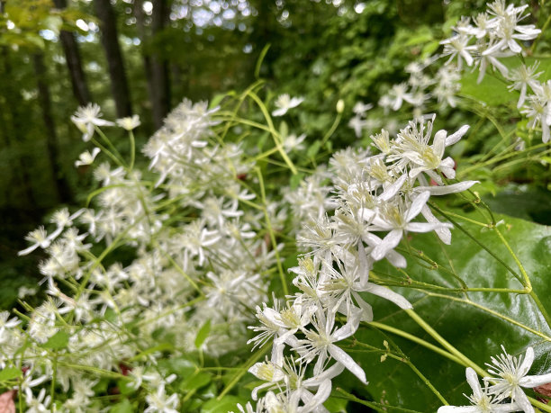 overgrown