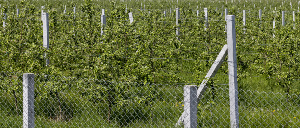 orchard