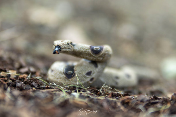 adders