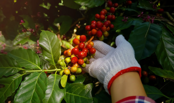 采摘咖啡豆