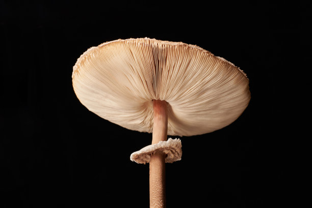 agaric