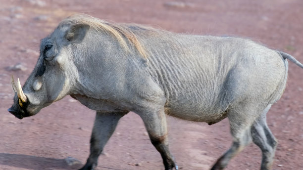 phacochoerus