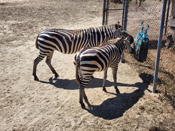 zebra