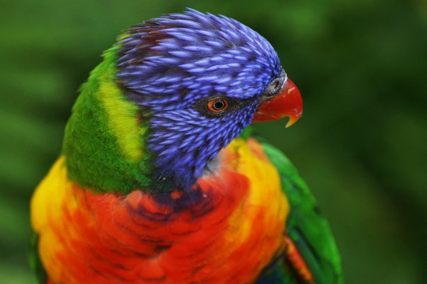 lorikeets