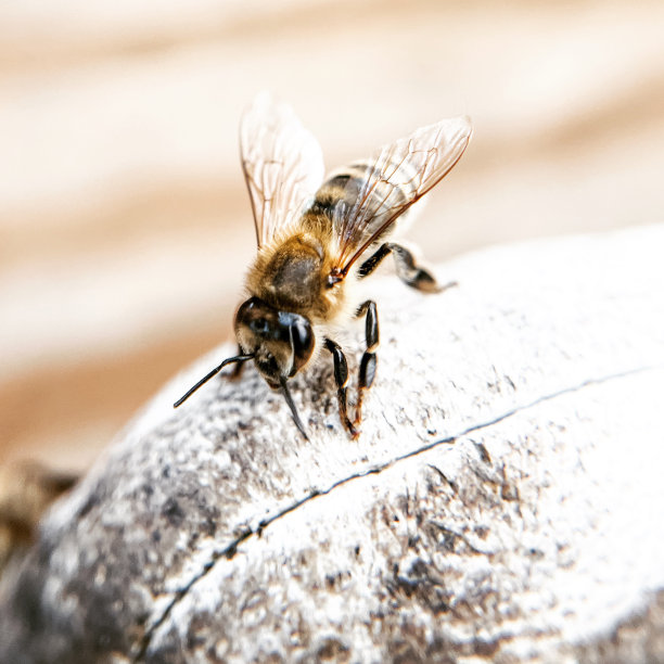 beekeeper
