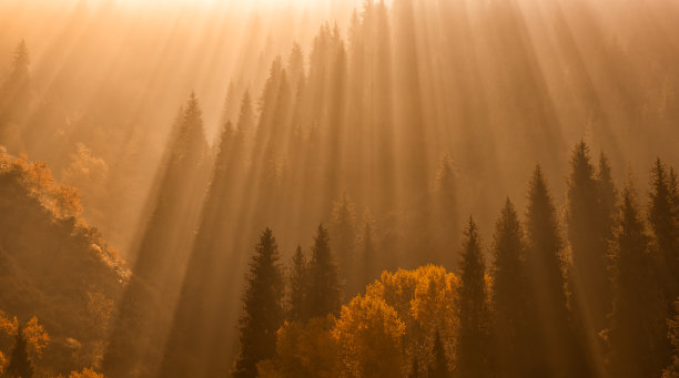 sunbeams
