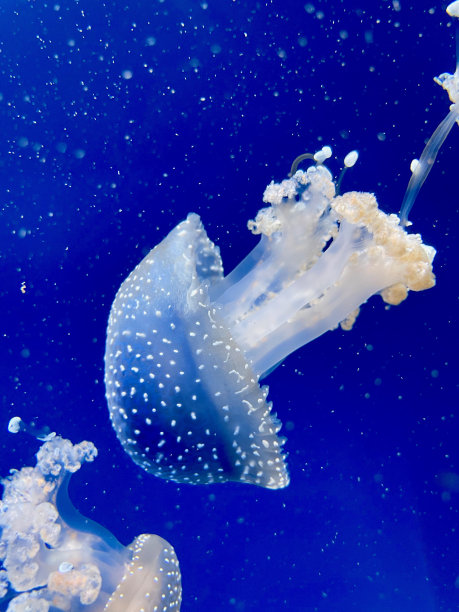 jellyfish