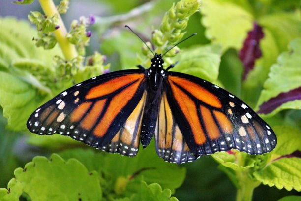 pollination