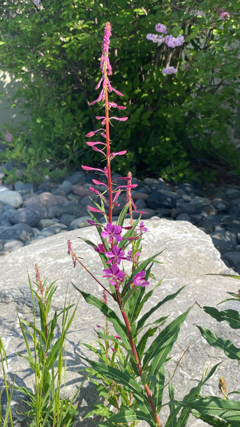 epilobium