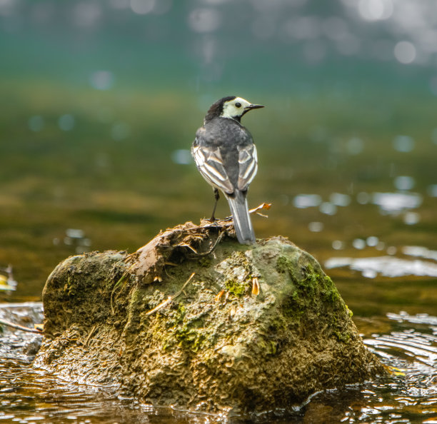 wagtail