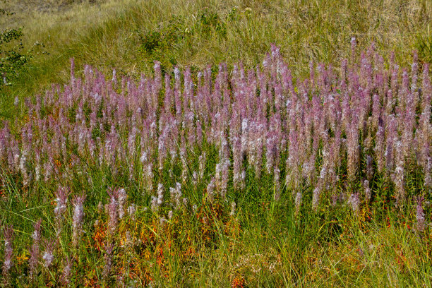 epilobium
