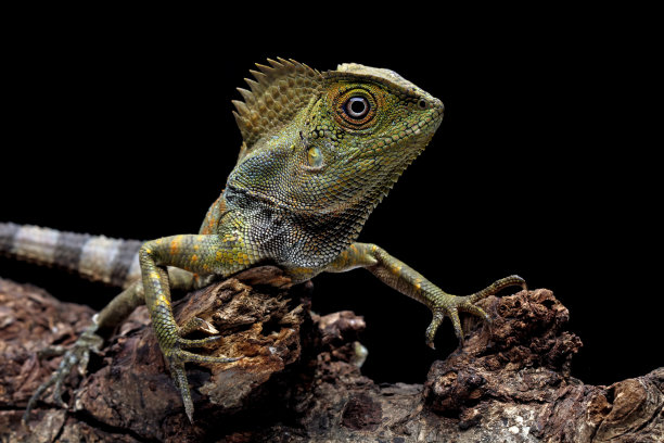 agama
