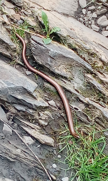 copperhead