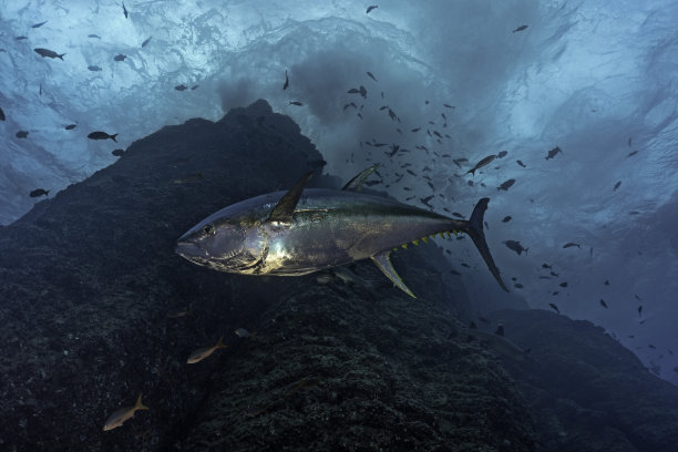 tuna