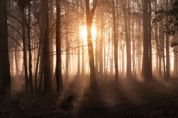 dawn
