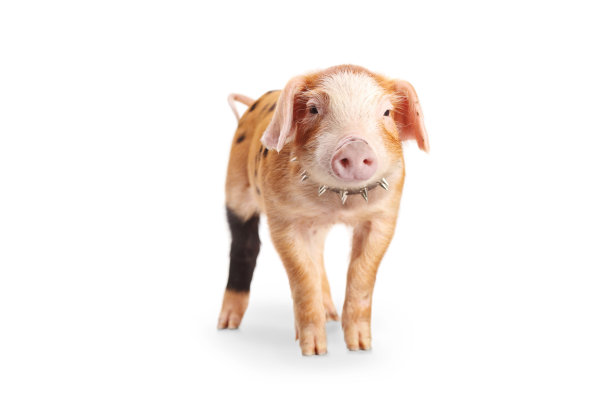 piggy