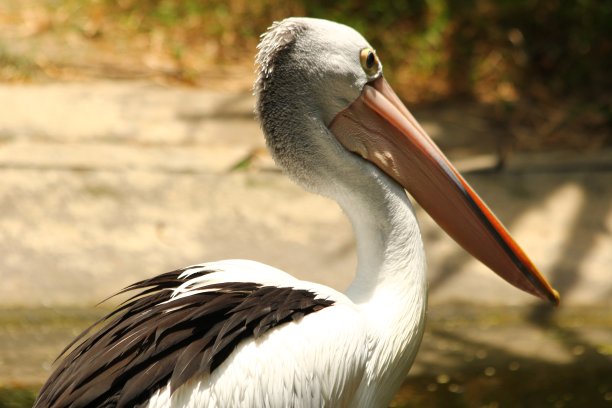 pelecanus