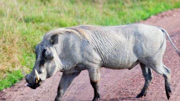 phacochoerus