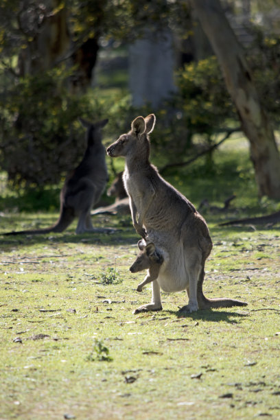 kangaroo