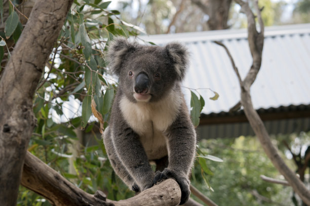 koala