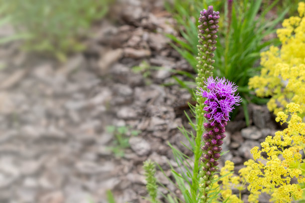 liatris