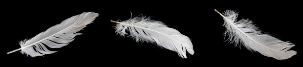 plumage