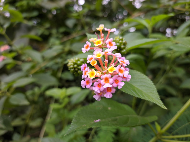 lantana