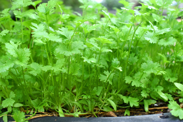 cilantro