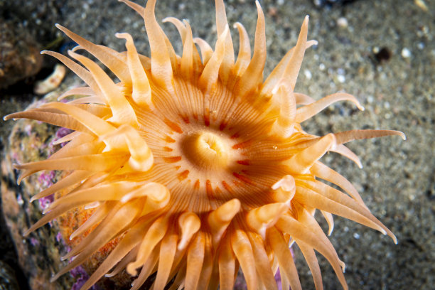 anemone