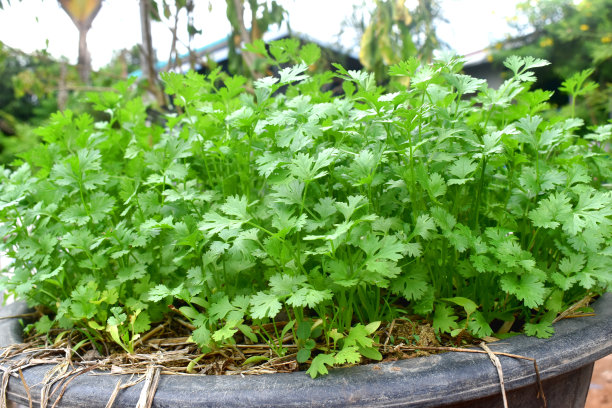 cilantro