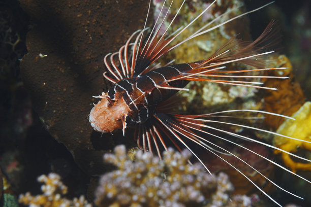 lionfish