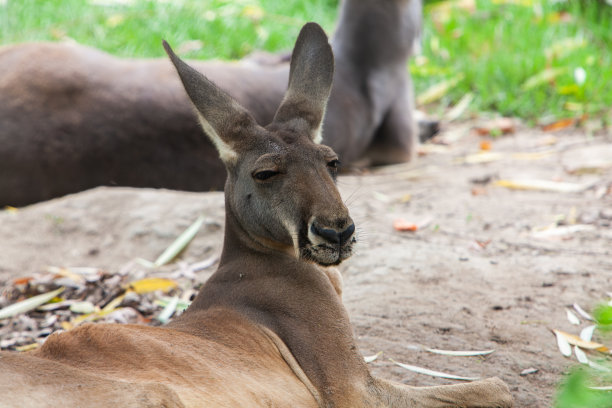 wallaroo