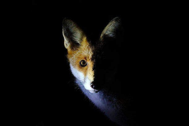 foxface