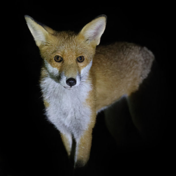 foxface