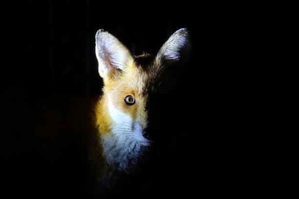 foxface