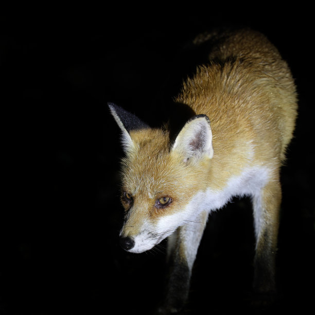foxface