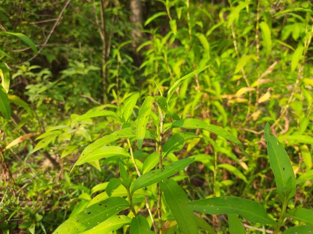 polygonum