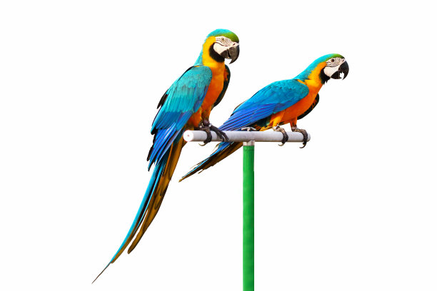 macaw