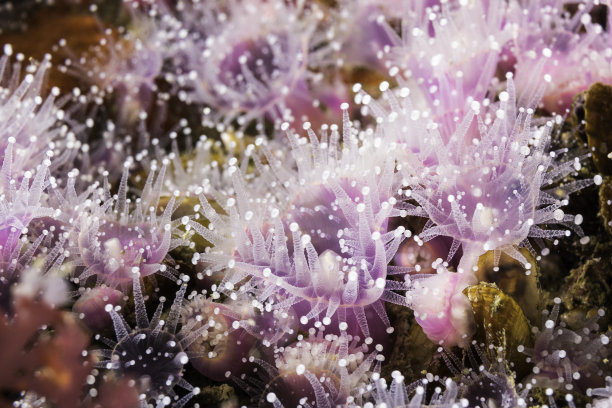 anemone
