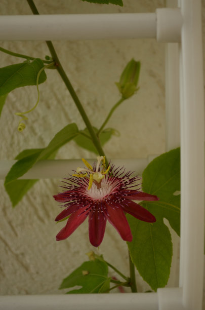 passiflora