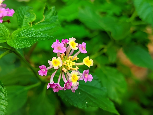 lantana