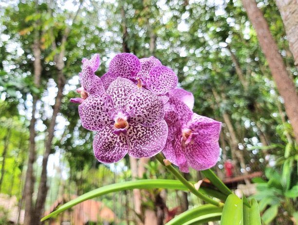 热带森林中的花朵，泰国